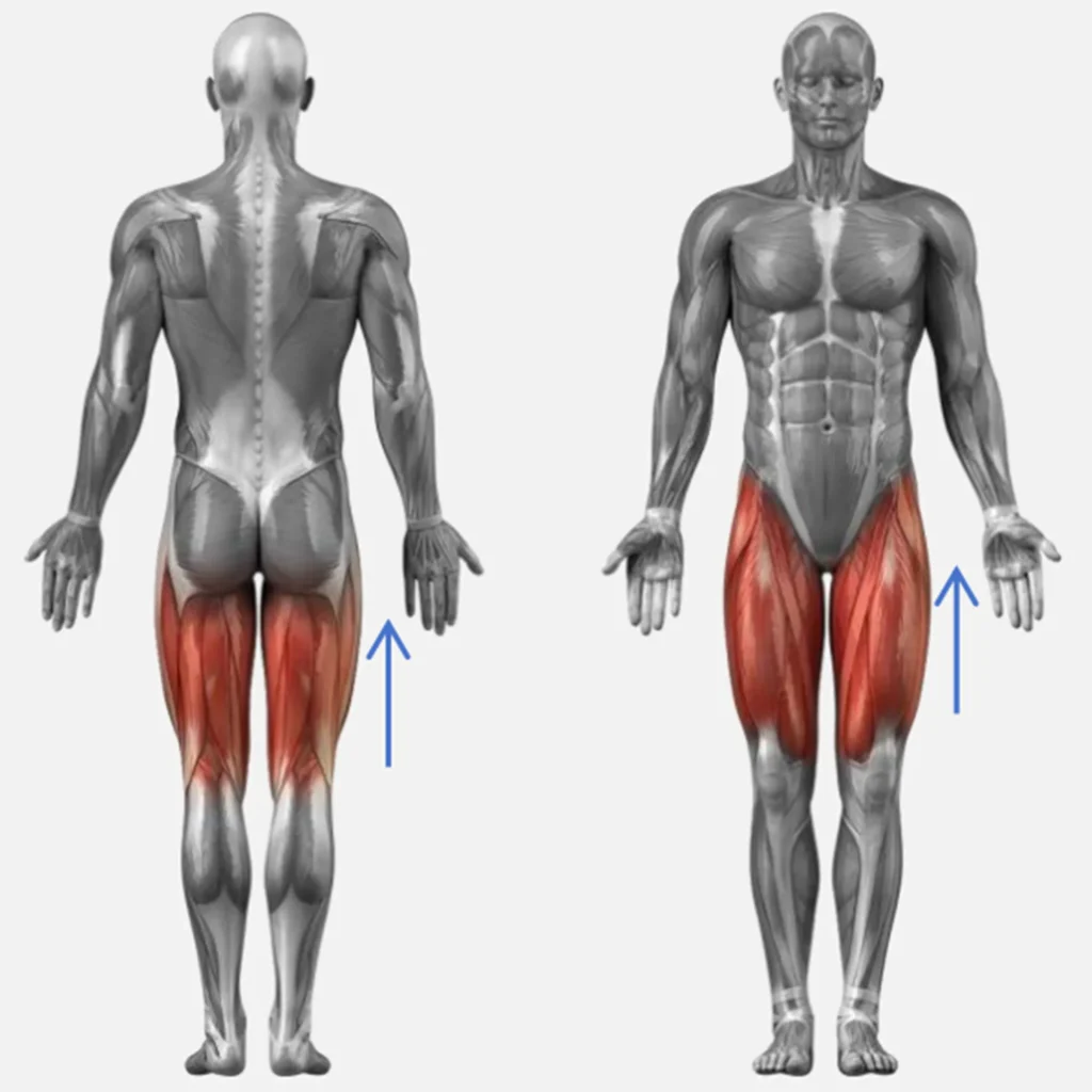 Appareil rouleau massage drainage lymphatique schéma anatomique zone de travail cuisses, illustration du massage de drainage lymphatique sur cuisses pour institut de beauté