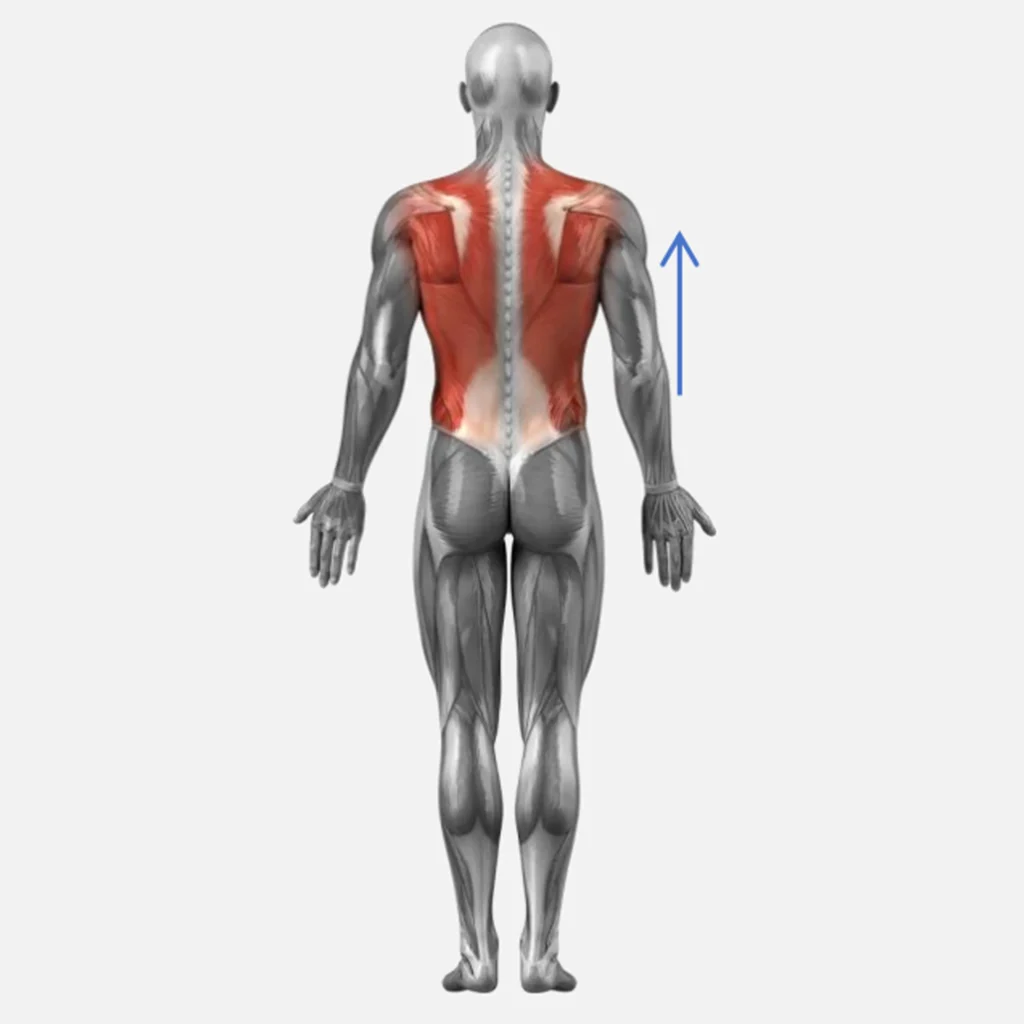 Appareil rouleau massage drainage lymphatique schéma anatomique zone de travail épaule et dos, illustration massage drainage lymphatique dos pour institut de beauté