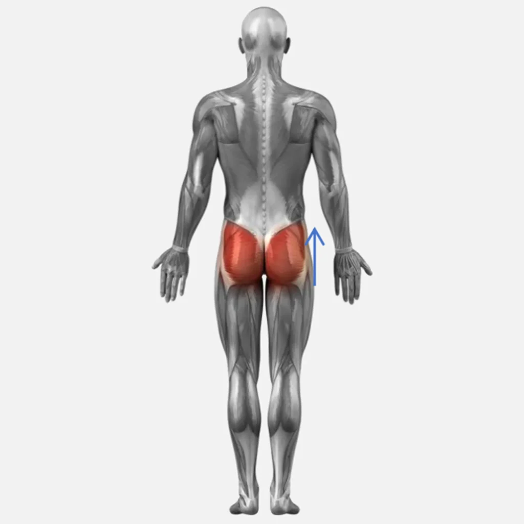 Appareil rouleau massage drainage lymphatique schéma anatomique zone de travail fessiers, illustration du massage drainage lymphatique sur les fessiers pour institut de beauté