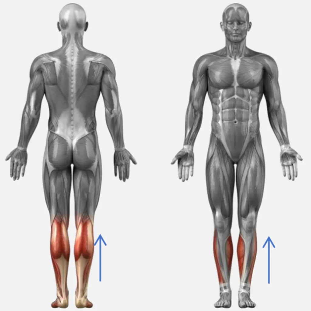 Appareil rouleau massage drainage lymphatique schéma anatomique zone de travail mollets, illustration du drainage lymphatique sur les jambes pour soin corporel professionnel