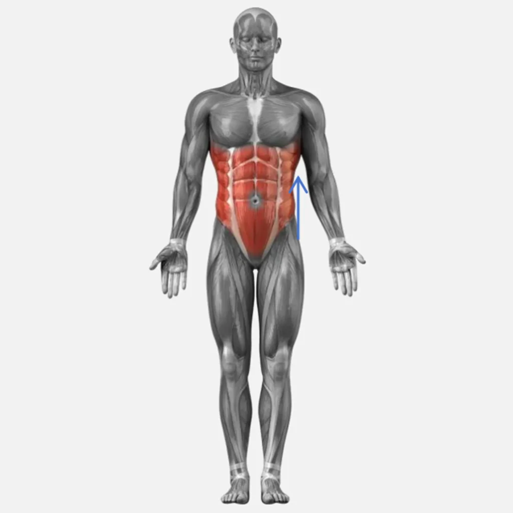 Appareil rouleau massage drainage lymphatique schéma anatomique zone de travail taille et abdomen, illustration massage remodelage abdominal pour institut de beauté