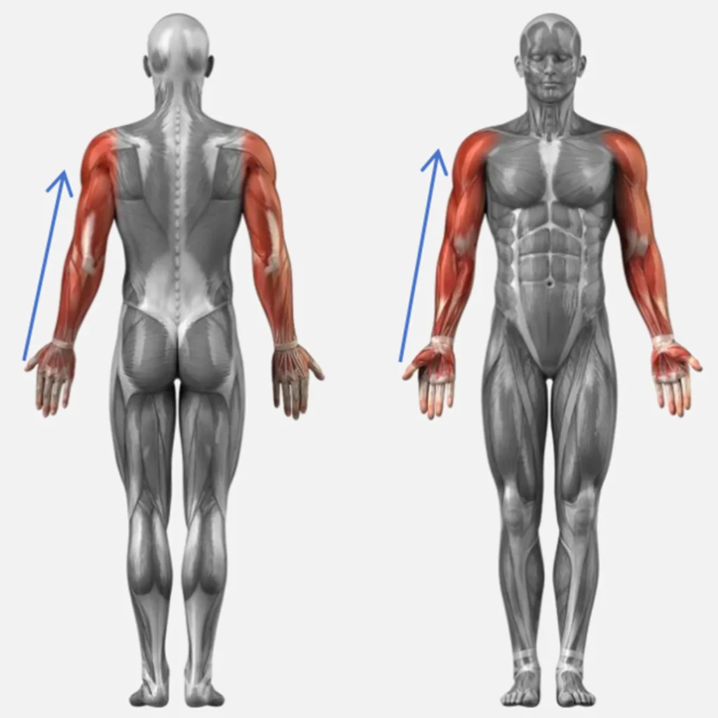 Human muscle anatomy diagram showing arm massage direction for Lymphatic Body Roller Machine lymphatic drainage massage therapy
